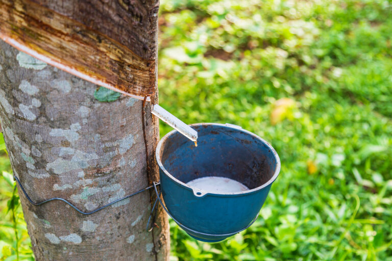 Natural Rubber Latex From Rubber Trees